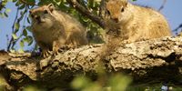 Two Squirrels studying their domain from a dizzying height. Image: Peter Brett