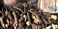 A wide range of horns are imported from various <br>parts of the globe and many are worked into ‘rhino-horn’ products.