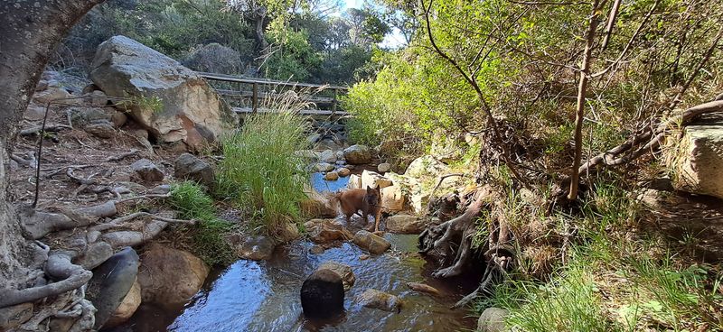 The fluid intelligence of Table Mountain’s rivers