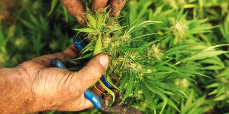 Motsoaledi’s abrupt cannabis products ban is like ‘cutting the legs off people’ 