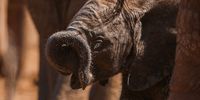 Young and playful, still learning how to use its trunk, with the herd lovingly surrounding and protecting it as it does. Photographer: Caroline Rowbottom</p>
<p>P4U_readersubmission_20250509