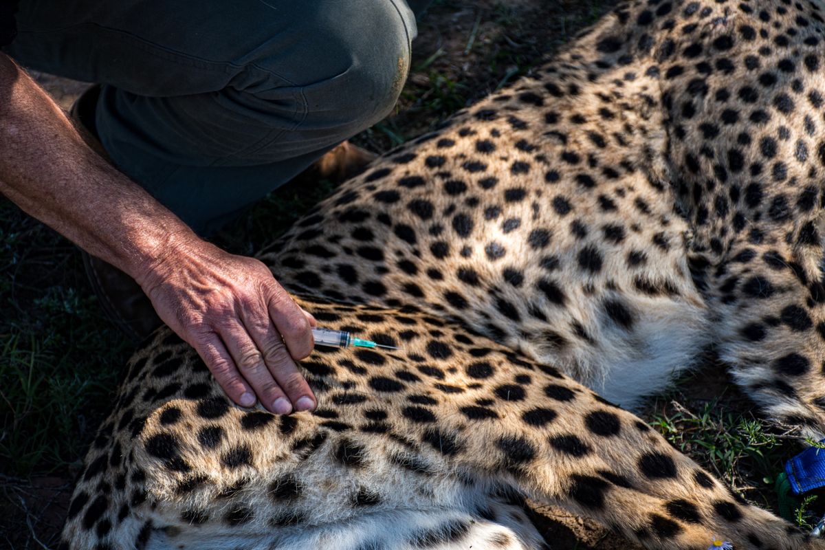 Protecting cheetahs, island style, in an Eastern Cape park