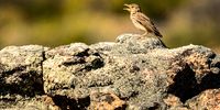 A thick-billed lark calls from his spot on Cederberg sandstone. (Photo: Angus Begg)