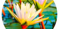 Water Lily shot at Okavango Delta. Image: Karin Linder