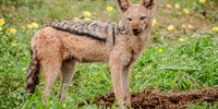 If you kill the alpha male jackal, breeding goes through the roof. (Photo: Don Pinnock)