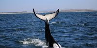 Upside down tail-slapping by a killer whale. (Photo: Gui Frainer / Sea Search)