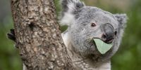 epaselect epa10375648 The male koala Tarni eats at the Australia House on the occasion of a Zoo Apero at Zoo Zurich, in Zurich, Switzerland, 21 December 2022.  EPA-EFE/ENNIO LEANZA