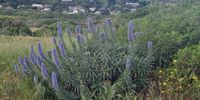 Spring in Noordhoek, Cape Town. Photographer: Carol Sendall 