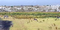 Hi John! Cape Point yesterday - near a dam... A Zebra and some Bonteboks lolling around!  And a pretty flower!!