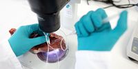 A scientist inspects a pig's heart, part of Novo Nordisk A/S's work on cardiovascular disease, in the cell therapy labs at the company's research facilities in Malov, Denmark, on Monday, June 12, 2023. The success of Novo's bestsellers Ozempic and Wegovy, drugs that help people lose significant amounts of weight, has created something of a gold rush in the pharma industry with about 40 companies developing products that will intensify competition. Photographer: Carsten Snejbjerg/Bloomberg via Getty Images