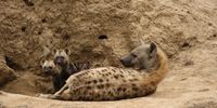 Hyena family at Simbavati River Lodge in the Timbavati. Image: Catharina Robbertze