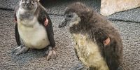 A pair of orphaned African Penguin chicks rescued from a breeding island and taken to SANCCOB for hand-rearing. The species’ population status is so dire that efforts are made to save every single individual bird. (Photo: John Yeld)