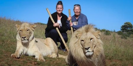 Poorly supervised captive carnivores in South Africa are killing people