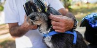 Deliveryman, Miguel Pereira, puts a helmet on his rescued dog, Ruby, while making a delivery ride on a motorcycle to donate food to stray dogs at the streets in Sao Paulo, Brazil July 12, 2023. REUTERS/Leonardo Benassatto
