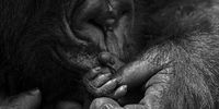 Atop an extinct volcano in Rwanda, a gorilla tenderly touches the fingers of her newborn, revealing the bond between mother and baby. (Photo: © Greg du Toit)<br>For once off use only.