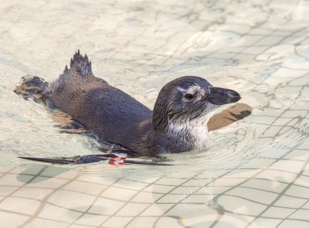 'Critically endangered' - Latest science confirms plummeting African penguin population