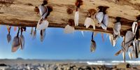 Holding on for dear life - gooseneck barnacles at Cape Point Nature Reserve. CREDIT: Martin Scholtz 