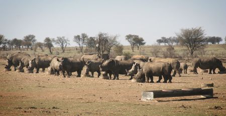 White rhino monopoly capitalism? 28% of SA’s private rhino owners are 'getting out' of the species