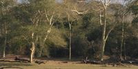 Pelicans and water birds feed in a pan beneath Ndumo's iconic fever tree forests. Picture Tony Carnie