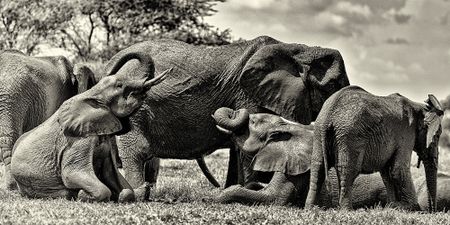 Botswana’s wildlife management fails communities — report