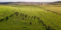 Free-range Wagyu herds roam the pastures of the Zuney farm in the Eastern Cape. (Photo: Supplied)