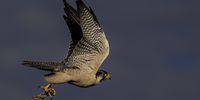 Laner Falcon. Photographer: Dave Gordon
