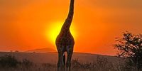 Giraffe at Sunset. Photographer: Priscilla Crundwell