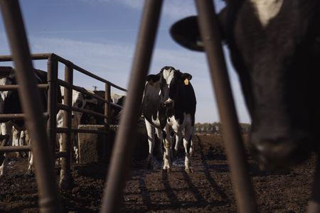 Bird flu infects two California workers exposed to sick cows