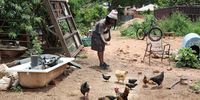 Nkosinathi Mbele, the custodian of Ndawo Entle, an urban farm in Bez Valley feeds chicken on 08 January 2026 in Johannesburg. (Photo: Felix Dlangamandla)