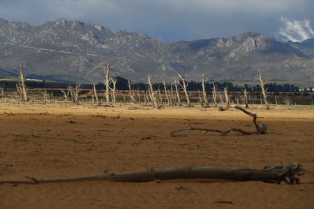 Alien trees are a major threat to water supply – so why doesn’t this reflect in Cape Town’s draft budget? 