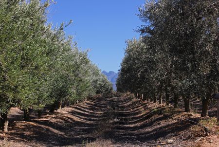 Making South African extra virgin olive oil, from grove to factory floor