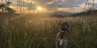 Walking on Sunrise with Bentley Beagle. Photographer: Lynette Temlett