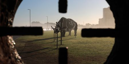 Suspect in court after Hawks make breakthrough on theft of 51 rhino horns from North West Parks Board