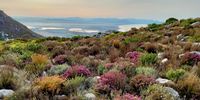 [Silvermine Fynbos, False Bay]. Photographer: [Michael Cameron]. 