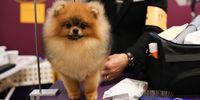 NEW YORK, NEW YORK - FEBRUARY 10: A Pomeranian is groomed backstage during the Group Judging (Hound, Toy, Non-Sporting, Herding) at 149th Annual Westminster Kennel Club Dog Show at Madison Square Garden on February 10, 2025 in New York City. (Photo by Sarah Stier/Getty Images for Westminster Kennel Club)
