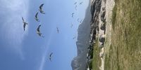 Flight of the seagulls in Camps Bay. Photographer: Chris von Ulmenstein 