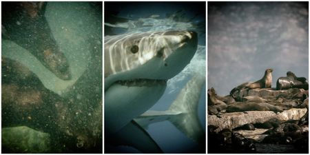 Seal ‘gangs’ take on Plett’s white sharks and (mostly) win, study finds