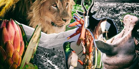 SA’s protected areas growing at a healthy rate, report reveals