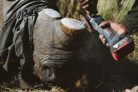 Rhino killers shift their sights back to Kruger National Park 