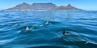 Dolphins in Cape Town. Photographer: Markus Beil