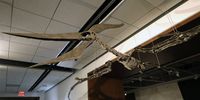Sotheby's Auction House displays the skeleton of the prehistoric predator Flying Pteranodon, in New York, New York, USA, 10 July 2023 (issued 11 July 2023). The fossils of a Pteranodon and Plesiosaur date to the late Cretaceous period and lower Jurassic periods, more than 83 million years ago. Its auction date is 26 July 2023.  EPA-EFE/Peter Foley