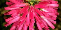 John-130 year fynbos