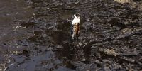 epa09695631 Work continues to clean up the oil spill spilled into the Pacific Ocean from the Peruvian refinery of La Pampilla, by the tsunami from the volcanic eruption of Tonga, at the north of Lima, Peru, 19 January 2022. Although the La Pampilla Refinery, operated by Repsol, initially told the Peruvian Prosecutor's Office that the spill had been about seven gallons of crude oil, it has already affected several beaches and protected natural areas in the municipality of Ventanilla, in the constitutional province of Callao, which is adjacent to Lima. 'It has gone from being a small spill to being a disaster of proportions,' according to the mayor of Ventanilla, Pedro Spadaro.  EPA-EFE/STR