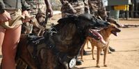 Anti-poaching K9 unit lineup. Photographer: Ernst Calitz
