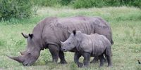Rhino and calf at Mahoed Clearing in Selati Game Reserve. (Photo: Supplied)