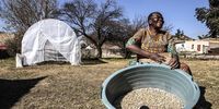New beginnings, Refiloe Molefe sorting her seeds in her new garden and home Naturena south of Johannesburg, 8 June 2022. A long way from her community in Betrams.<br>(Photo: Mark Lewis)