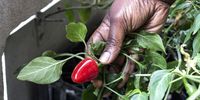 The chilli plants that Linda Dewy is growing outside her bedroom at Ahmed Kathrada House in Green Point, Cape Town. 26 June 2025. (Photo: Tamsin Metelerkamp)