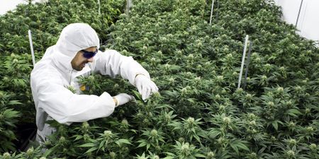 Red flags on Labat’s planned introduction of delta-8 THC products in South Africa