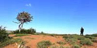 Is SA’s novel spekboom restoration a new soil carbon-farming frontier?