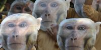 Activists from the Federation of Indian Animal Protection Organisations (FIAPO), People for the Ethical Treatment of Animals (PETA) and the Aashray Foundation wear monkey masks as they protest against the cruelty on Rhesus macaques, in New Delhi, India, 27 October 2023. The activists demand Indian Prime Minister Narendra Modi to restore the protection of Rhesus Macaques under the Wild Life (Protection) Act that would prevent Rhesus macaques from being killed or captured for the experimentation, meat or pet industries and other forms of abuse.  EPA-EFE/RAJAT GUPTA